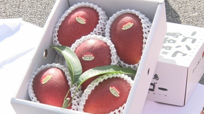 宮古島の旬の味覚を全国に　宮古島産マンゴー&パイン出荷式|TBS NEWS DIG