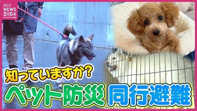「災害時ペットがいるから避難をためらう？」　飼い主とペットのいのち守る”同行避難”　避難のポイントと避難所の過ごし方　他の避難者に迷惑をかけないため　飼い主の責任とマナー　|　RCC NEWS | 広島ニュース | RCC中国放送