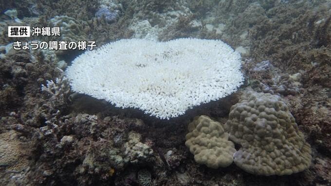 高水温のなか移植された辺野古・大浦湾のサンゴに白化の懸念 県が独自調査　|　沖縄のニュース｜RBC 琉球放送