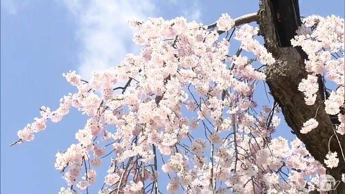 ようやく「春が来たな」全国有数のサクラの名所・弘前公園で早咲きの「弘前枝垂れ」が満開に！　週末には大勢の人がくり出し“春の宴”を満喫「今年雪が多かったので、楽しみに春を迎えられた」青森県弘前市|TBS NEWS DIG