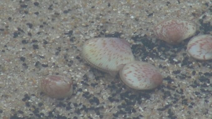すしや刺身などに人気！「能登とり貝」稚貝の配布始まる　|　石川県のニュース｜MRO北陸放送