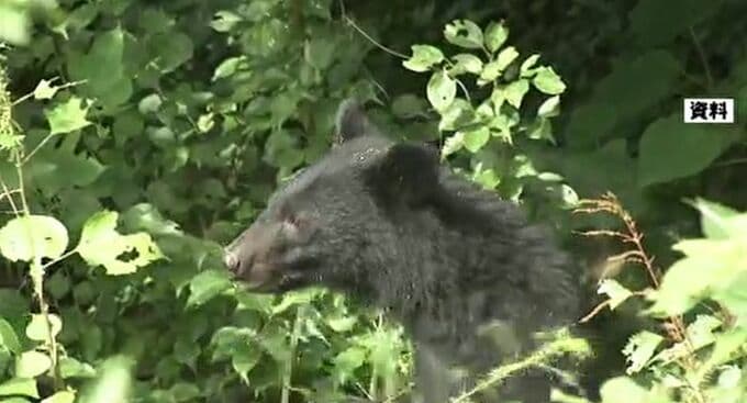 クマに頭ひっかかれ77歳男性ケガ　石川県「クマ出没警報」に引き上げへ|TBS NEWS DIG