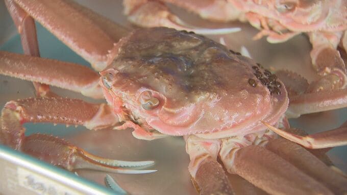 希少な「若松葉がに」　普通の「松葉がに」とどう違う？　ゆで方・身の取り出し方のコツは？|TBS NEWS DIG