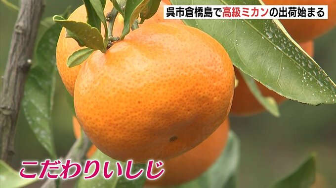 倉橋島で高級ミカン「こだわりいしじ」出荷始まる　広島・呉市|TBS NEWS DIG