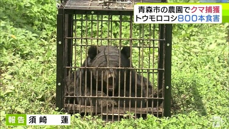 クマ】体長150cm・体重推定100kg以上のオス 農園で『ツキノワグマ』を