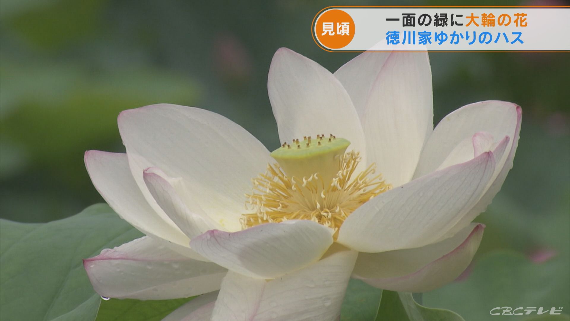 大輪のハスの花が見ごろに　徳川家康公ゆかりの神社で　愛知・岡崎市