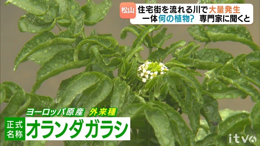 img_ddf18066b01b4128d5f20dd252