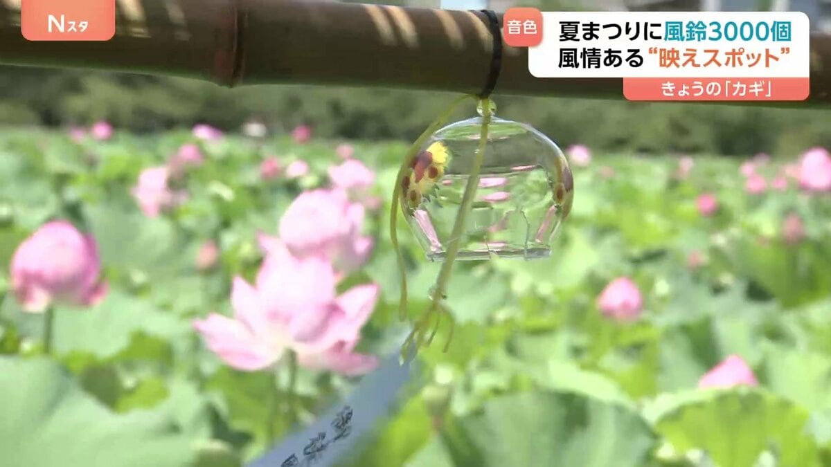 涼しい気持ちになる」3000個の風鈴×ハスの花の“涼＆映えスポット”が