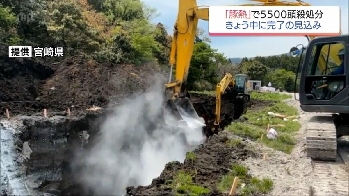 都城市の養豚場で発生「豚熱」 約5600頭の殺処分が完了 埋却処理も14日