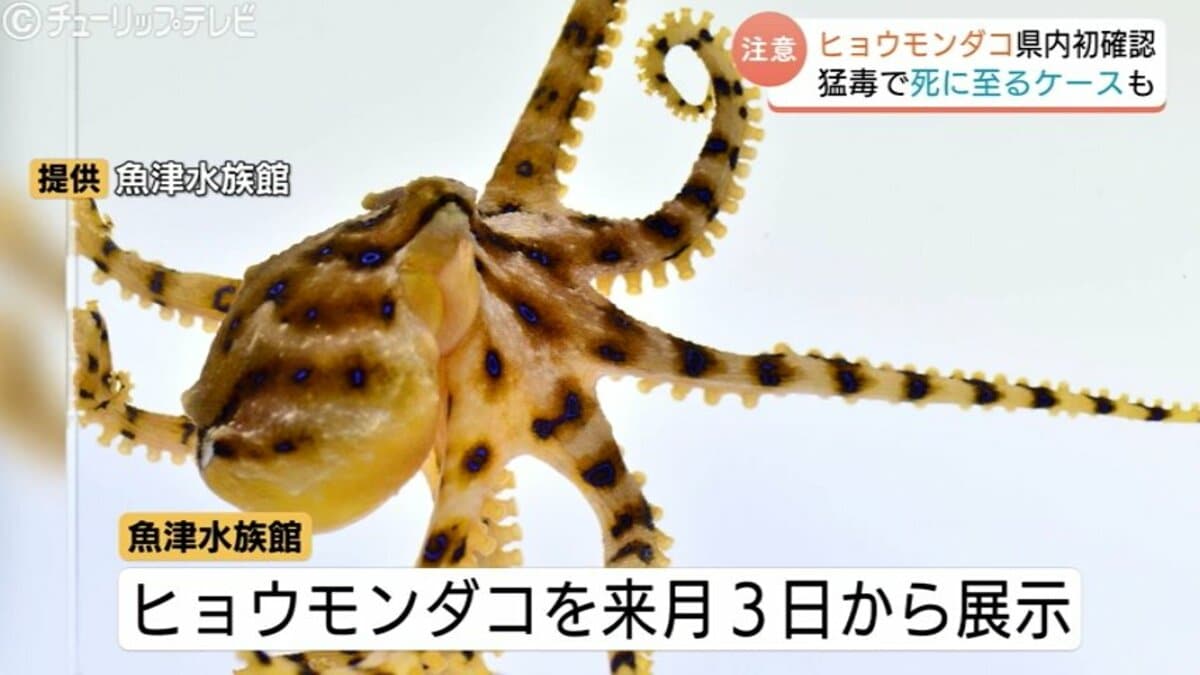 消波ブロックの隙間に…猛毒『ヒョウモンダコ』全長10センチでも噛まれ
