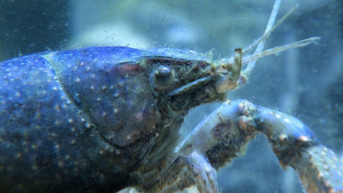 img_ddce3fe57aa5873f0039cbb75d