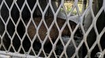 ツキノワグマ想定で設置した「箱わな」に「アナグマ」2日連続で捕獲　体長はどちらも60cm前後　いずれも農作物への被害などを防ぐために駆除　青森市は今後もクマ出没に備えて箱わなの設置継続　|　青森のニュース│ATV NEWS│青森テレビ