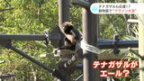 テナガザルの“エール”受け、小学生が激走「アバラ痛い…」動物園でマラソン大会 | 高知のニュース・天気|KUTV NEWS | KUTVテレビ高知