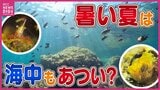 「温泉に来たみたい」記録的な猛暑で瀬戸内海の海の中は 海水温も上昇 海の環境に変化は|TBS NEWS DIG