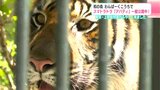 東京・上野動物園からやってきた! 和の森 わんぱーくこうちでスマトラトラ『アバディ』一般公開中「生で見てもらって、魅力を感じてもらえたら」 | 高知のニュース・天気|KUTV NEWS | KUTVテレビ高知