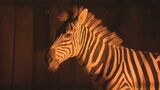 ふだんは見られない動物たちの夜を 安佐動物公園でナイトサファリ開催 広島|TBS NEWS DIG