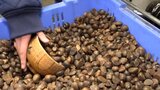 特産の椿油はこうしてつくられる~岩手・陸前高田市の小学生が製造工程を見学 ツバキの実を拾って届ける活動も|TBS NEWS DIG