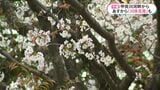 甲突川河畔お花見解禁　初めての取り組み「川床」も　鹿児島|TBS NEWS DIG