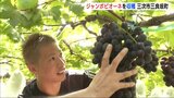 通常の4倍！「ジャンボピオーネ」をサンフレ森崎浩司氏が収穫　広島・三次市|TBS NEWS DIG