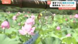 「涼しい気持ちになる」3000個の風鈴×ハスの花の“涼＆映えスポット”が東京・上野公園に登場『うえの夏まつり』|TBS NEWS DIG