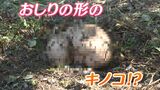 「子どものおしりみたいなキノコ発見!」さっそく現地に向かってみると...【岡山】|TBS NEWS DIG