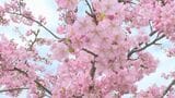 春の陽気でサクラも一気にギアチェンジ 山口県萩市でカンザクラ・カワヅザクラ見頃に|TBS NEWS DIG