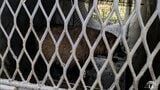 ツキノワグマ想定で設置した「箱わな」に「アナグマ」2日連続で捕獲 体長はどちらも60cm前後 いずれも農作物への被害などを防ぐために駆除 青森市は今後もクマ出没に備えて箱わなの設置継続 | 青森のニュース│ATV NEWS│青森テレビ