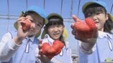卒園のお祝いにイチゴ狩り　農家が”恋みのり”を贈る　香り高さが特徴　山口・宇部|TBS NEWS DIG