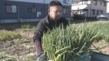 甘みや香りが強く柔らかいのが特長　室町時代から伝わる伝統野菜 ｢法性寺ねぎ｣の収穫が最盛期　愛知・岡崎市　|　名古屋・愛知・岐阜・三重のニュース【CBC news】 | CBC web