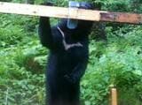 いったい何頭いるの？連日のクマ出没…|TBS NEWS DIG