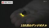 150匹のゲンジボタルが舞う 「災害の記憶を後世へ」願い込め | 長崎のニュース | 天気 | NBC長崎放送