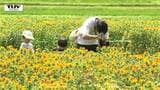 輝く紅花!山形市高瀬地区で紅花まつりはじまる(山形)|TBS NEWS DIG