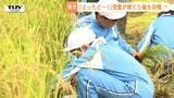 元気いっぱい稲刈り！自分たちで育てた稲を全校児童で収穫　雨の日続くも…雨間を縫って鎌で一気に！（山形市）　|　山形のニュース│TUYテレビユー山形