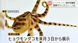 消波ブロックの隙間に…猛毒『ヒョウモンダコ』全長10センチでも噛まれたら「死に至る」ケースも！富山県内で初の生息か|TBS NEWS DIG