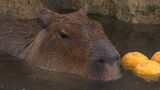 「気持ちいいのか身動きしませんもんね」寒波襲来のなか池田動物園の人気者カピバラが“ゆず湯”を楽しむ【岡山】|TBS NEWS DIG
