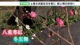 「お誕生日の頃には見頃を迎えますように」上皇さまに献上紅白の梅の枝切り＝静岡・熱海梅園|TBS NEWS DIG