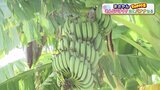 庭で成長?そんなバナナ!!「なんとなく植えた苗」に3年後花が…いったいどうやって育てたの? | 熊本のニュース|RKK NEWS|RKK熊本放送