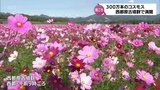300万本のコスモスが満開　西都原古墳群　見ごろは今週末まで　|　MRTニュース ｜ ＭＲＴ宮崎放送
