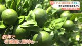 「藁にもすがる思い。まずはチャレンジ」 暑さで愛媛のミカンがピンチ!! 農家では新たな対策も | 愛媛のニュース - Nスタえひめ|あいテレビは6チャンネル