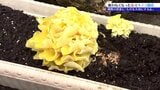 古いタオルなど使わなくなった布を再利用　育てているのは「良い出汁が出る金色のキノコ」！菌類の専門家もその発想に驚く　岩手|TBS NEWS DIG