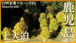 上大迫イチョウの杜広場【JNN紅葉ドローンDIG】|TBS NEWS DIG