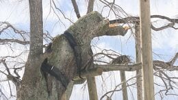 雪の重みで…国指定天然記念物・三春滝桜の枝折れる「内側が腐っていた」　福島|TBS NEWS DIG