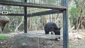 【速報】神戸に「クマ」が出没 市内での確認は初めて 山林のセンサーカメラに姿 市が注意呼びかけ|TBS NEWS DIG