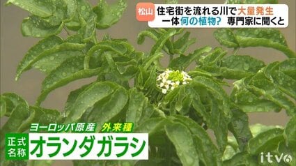 外来種「クレソン」野生化 愛媛・松山市内の川で大繁殖 | TBS NEWS DIG
