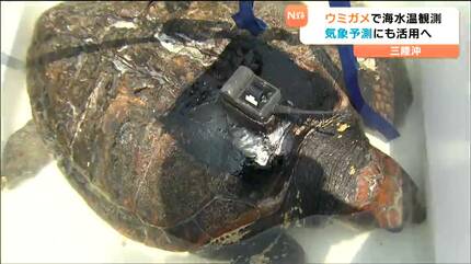 うみうみ様確認用 日本の海、砂浜なくなりすぎ！ 年間300頭から1頭まで激減している