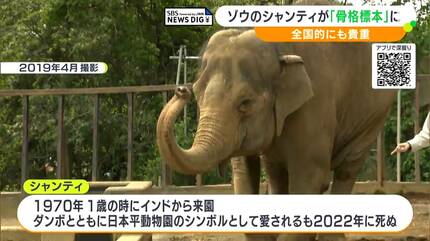 生きた証を後世に伝える」“骨格標本”のゾウには鼻がない