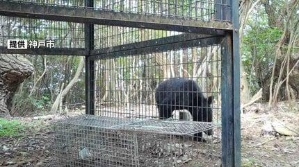 速報】神戸に「クマ」が出没 市内での確認は初めて 山林のセンサー
