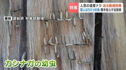 N*I様 落札キャンセルによる再出品 MOCMOC グラキリス　木製　枯れないグ ウィスキーの樽としても需要高まる道産ナラに危機迫る！体長5ミリの