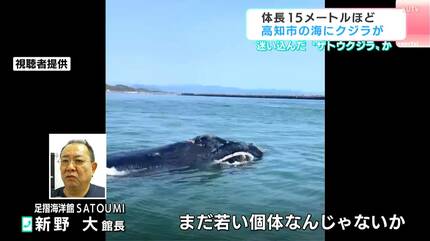 迷い込んだ？高知市の海に体長15メートルほどの“ザトウクジラ” 専門