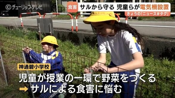 富山市・神通碧小学校でサルの食害対策　児童が自ら電気柵を設置、ねいの里の指導で「守る農業」を学ぶ　ソーラーパネル活用で持続可能な農園づくりへ　|　富山のニュース｜天気・防災｜チューリップテレビ